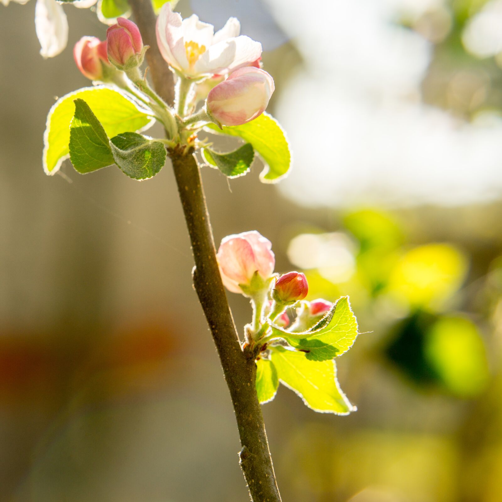 Sony a7 II + ZEISS Batis 85mm F1.8 sample photo. Apple tree, blossom, bloom photography