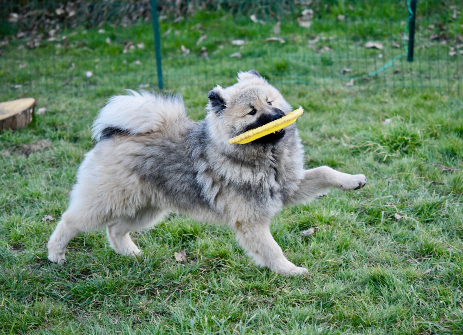 Nikon D5600 sample photo. Dog, dog eurasier olaf photography