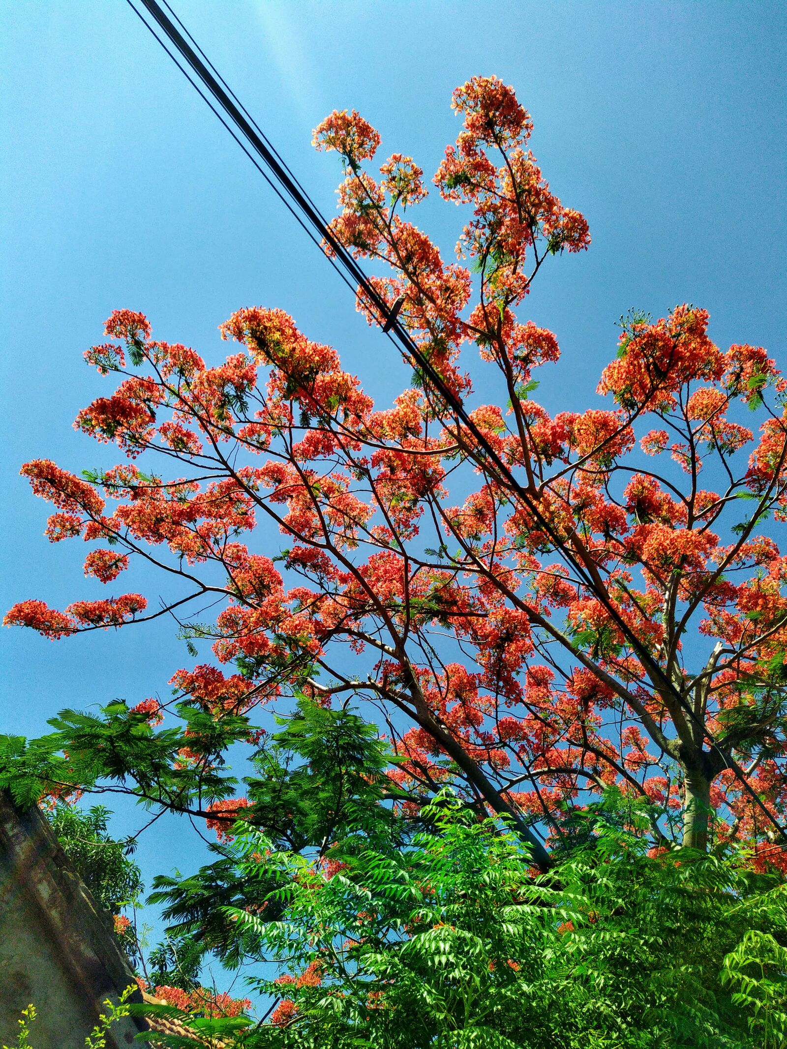 HMD Global Nokia 7.2 sample photo. Phoenix flower, tree worship photography