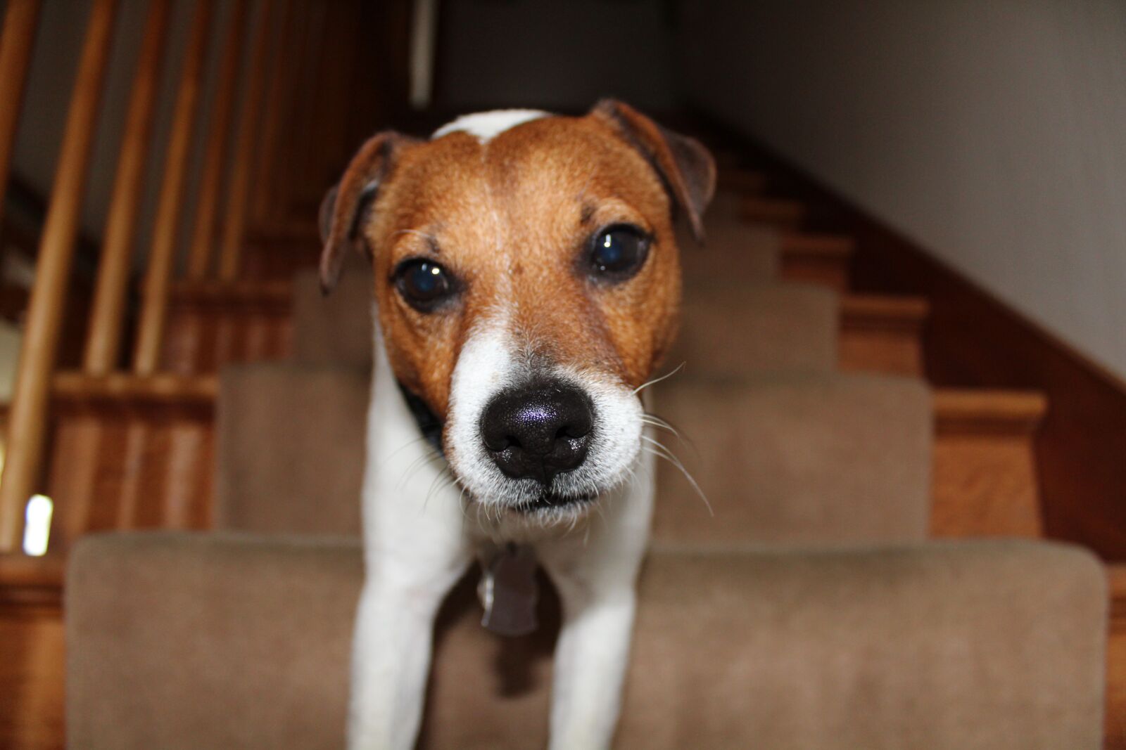 Canon EOS 1300D (EOS Rebel T6 / EOS Kiss X80) sample photo. Jack russell, terrier, dog photography