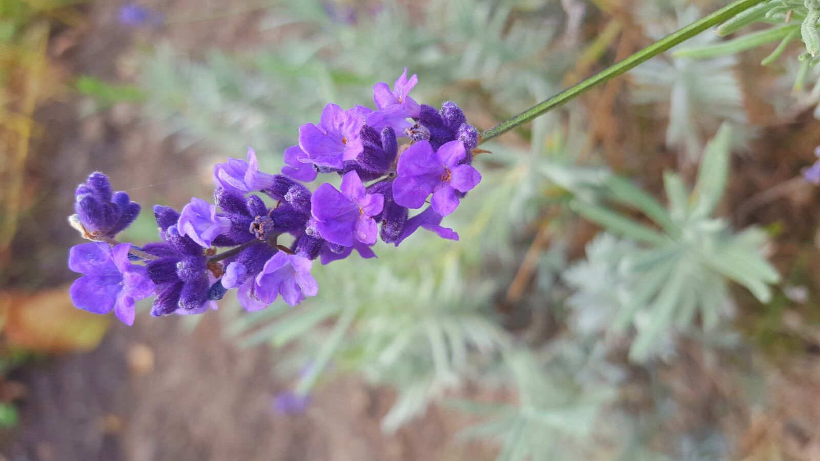 Samsung GALAXY S6 edge sample photo. Lavender, flowers, purple photography
