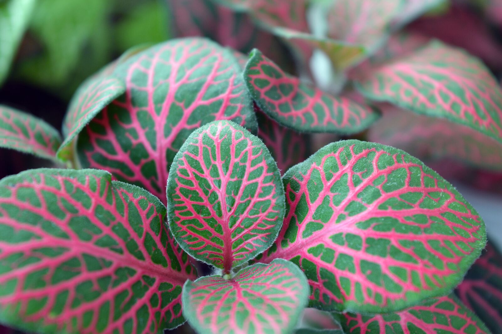 Nikon D3200 sample photo. Fittonia, variegated leaves, house photography