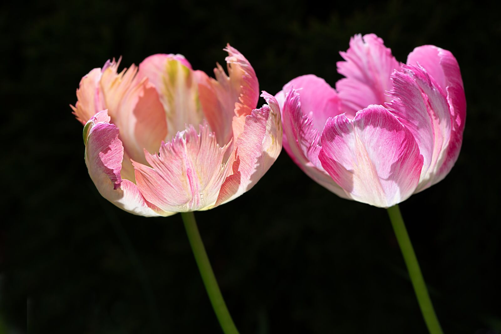 Nikon D750 sample photo. Tulips, two tulips, two photography