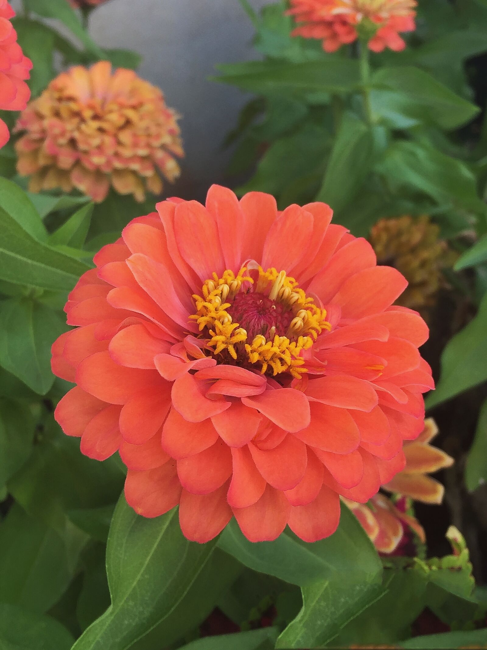 iPhone 6 Plus back camera 4.15mm f/2.2 sample photo. Flowers, red, garden photography
