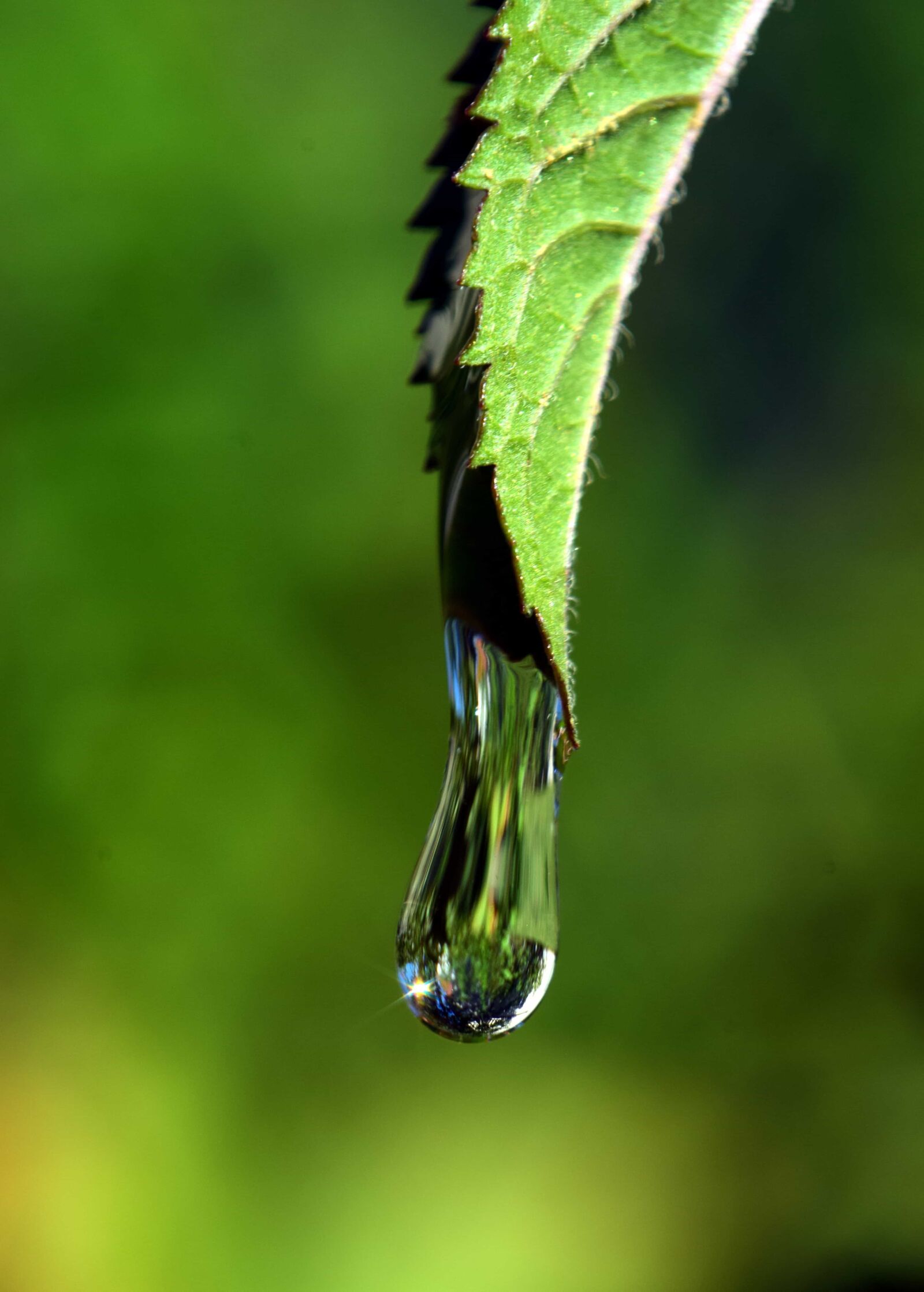 Nikon D3300 sample photo. Green leaf, dew, nature photography