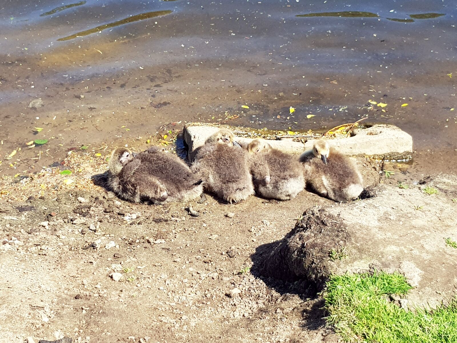 Samsung Galaxy S8 sample photo. Canada geese, chicks, family photography
