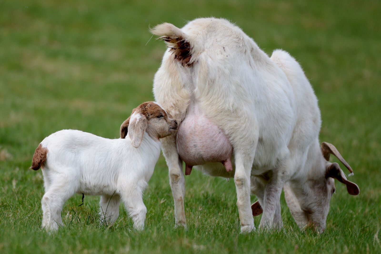 Nikon D600 sample photo. Goat, kid, mammal photography
