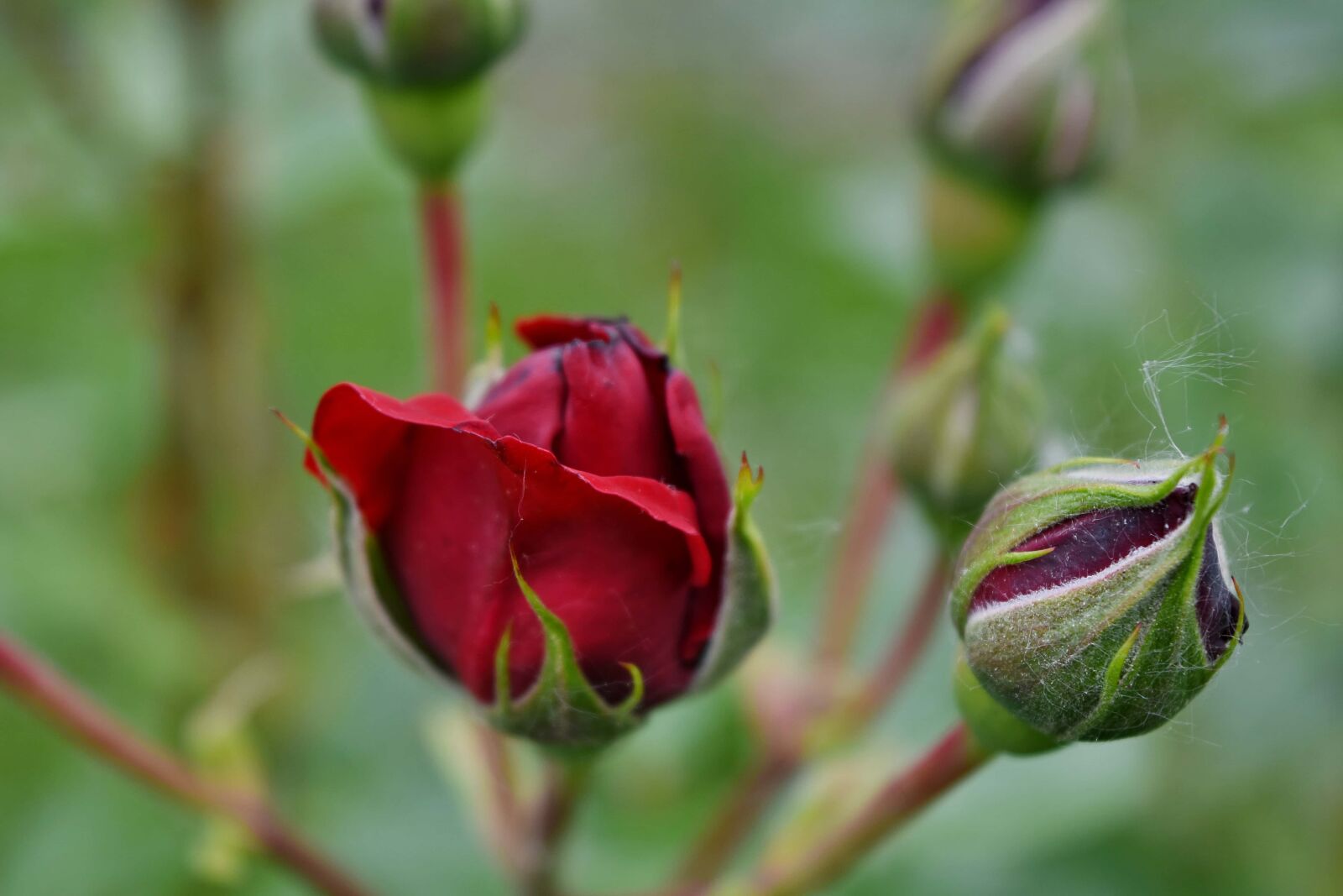Nikon D5500 sample photo. Detail, roses, garden, nature photography