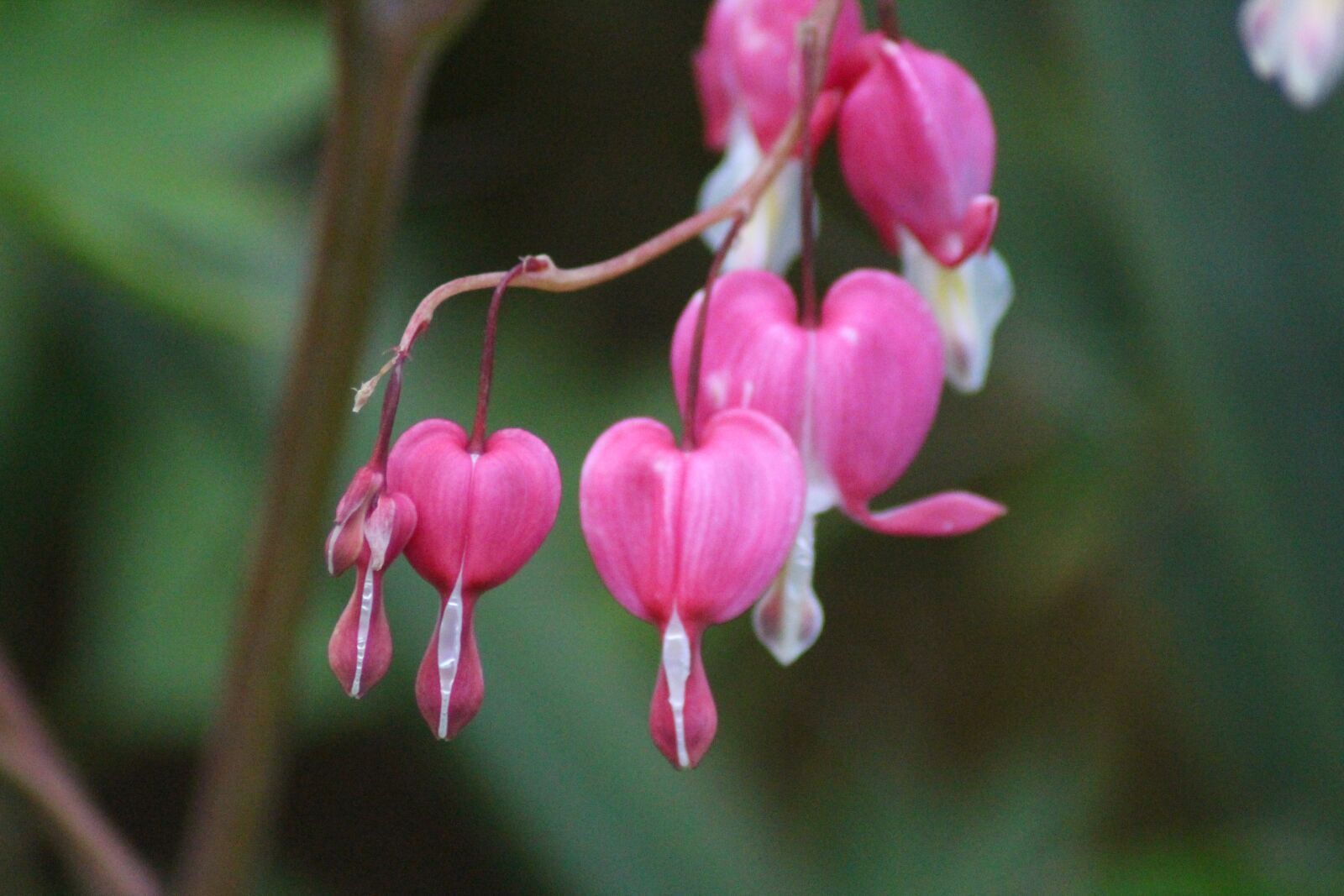 Canon EOS 700D (EOS Rebel T5i / EOS Kiss X7i) sample photo. Watery heart, flower, heart photography