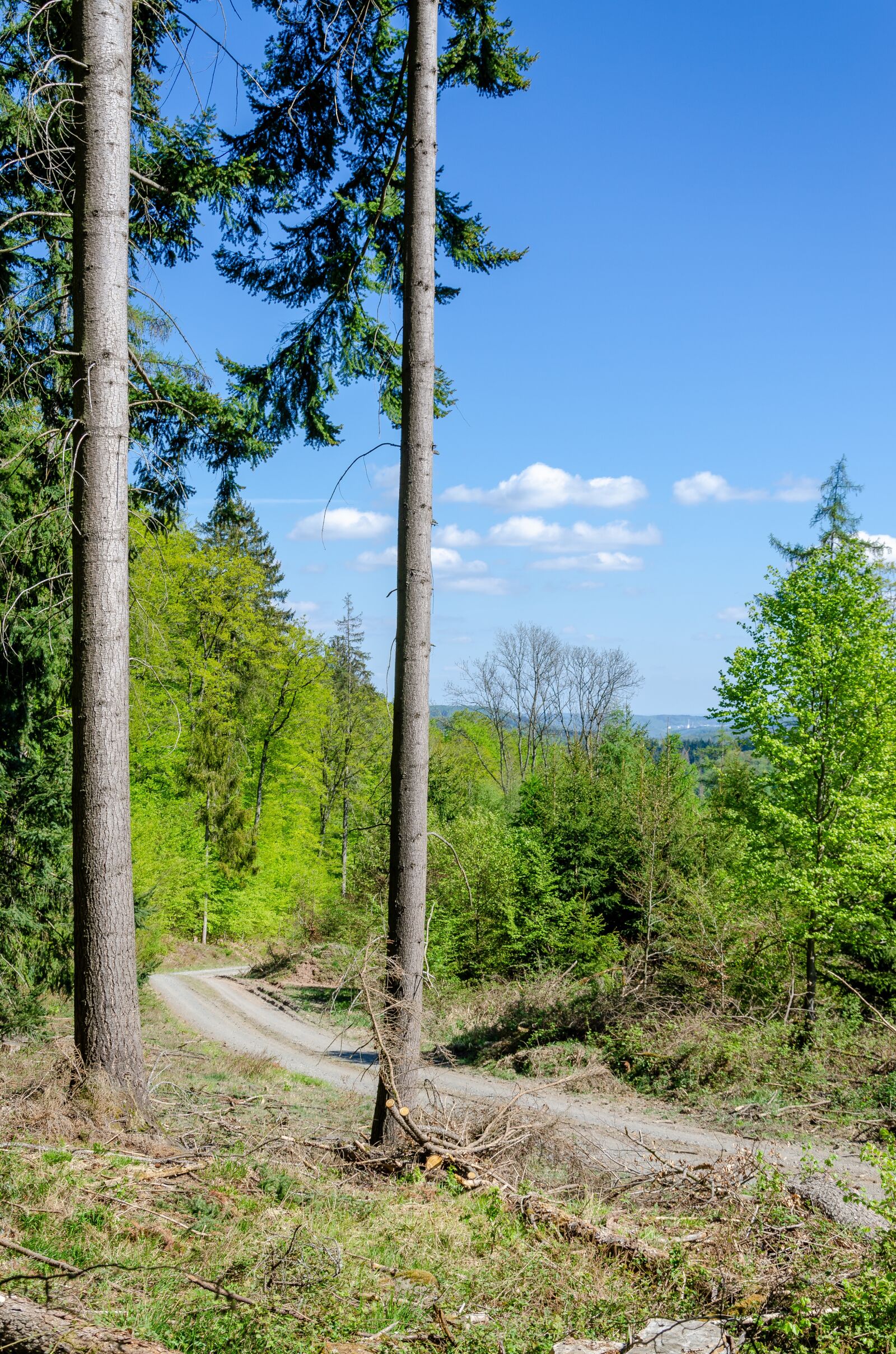 Nikon D7000 sample photo. Forest, biedenkopf, landscape photography