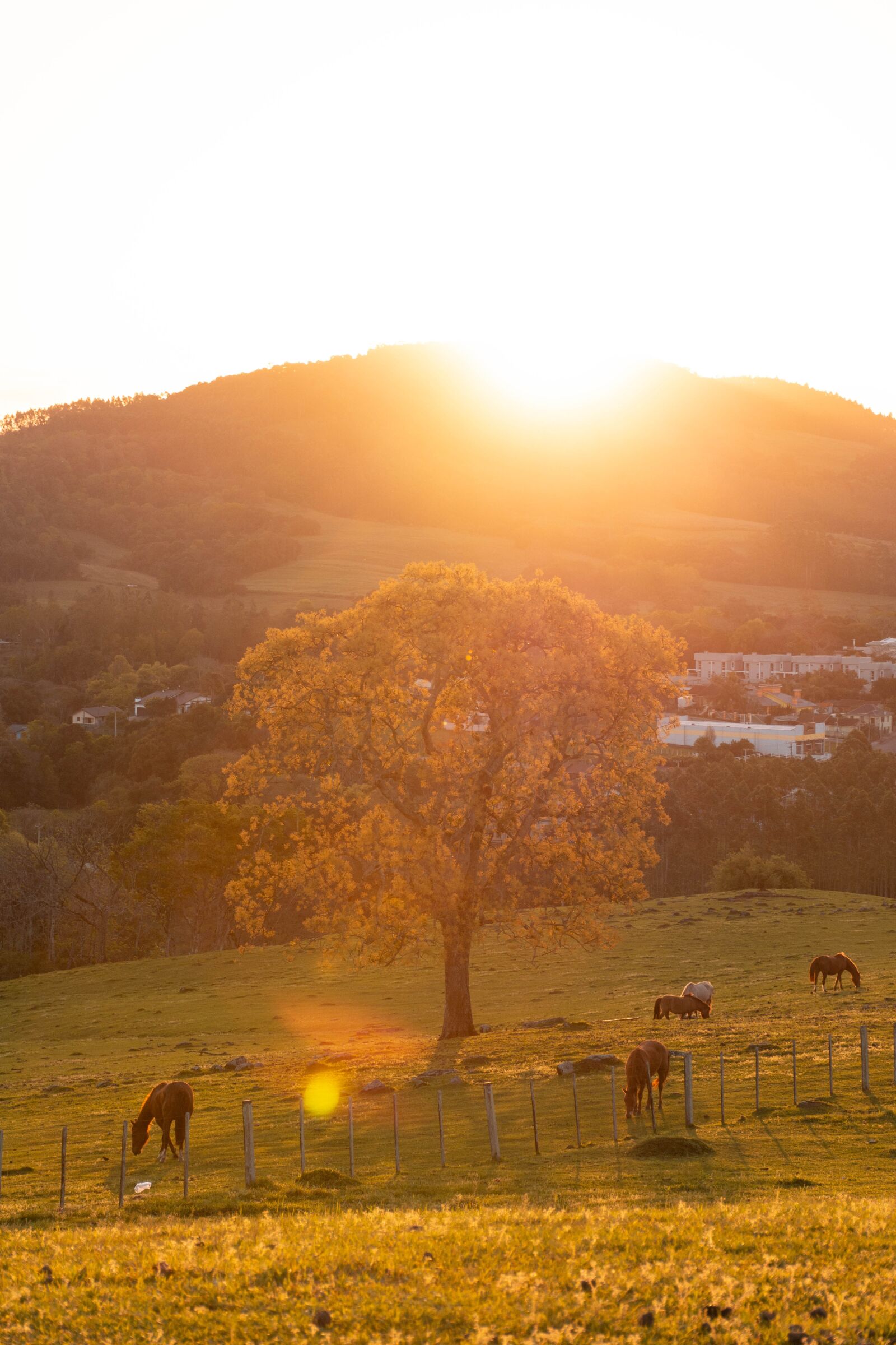 Nikon D7200 sample photo. Horse, farm, animal photography