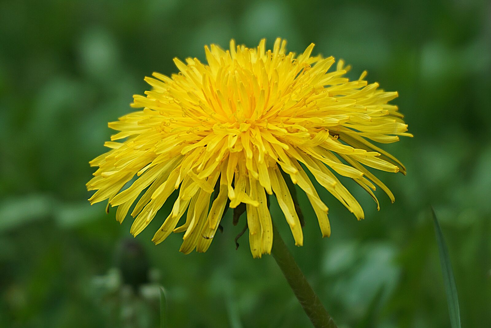 Sony a6000 sample photo. Dandelion, medicinal plants, flowers photography
