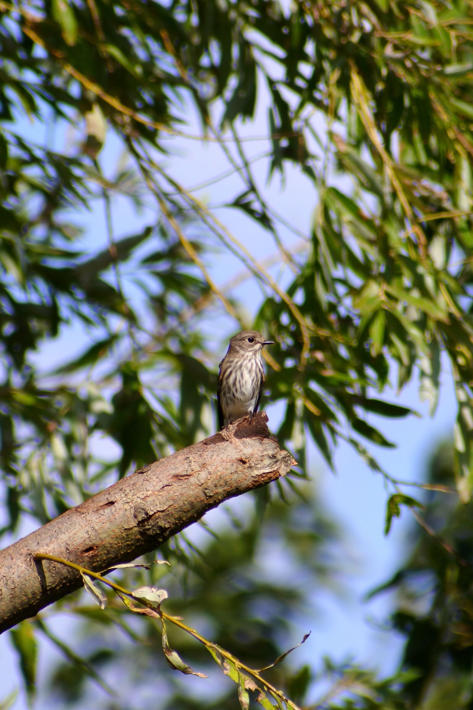 VR 70-300mm f/4.5-6.3G sample photo. Animal, autumn, wood photography