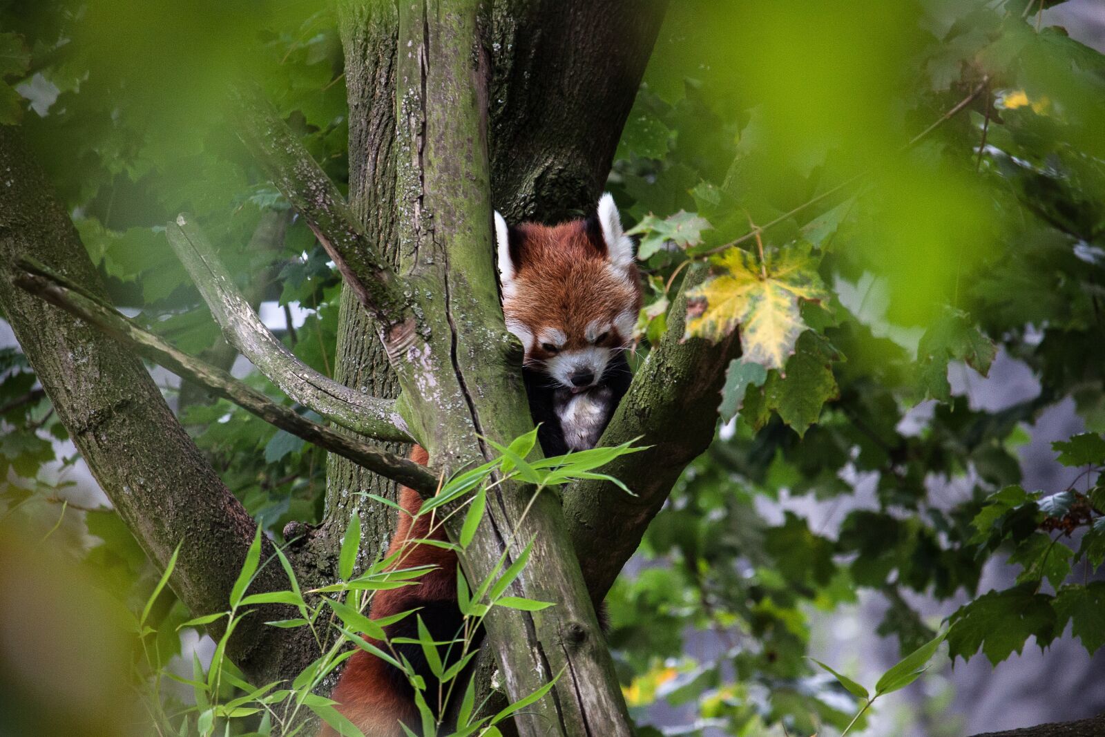 Canon EOS 50D sample photo. Panda, animal, nature photography