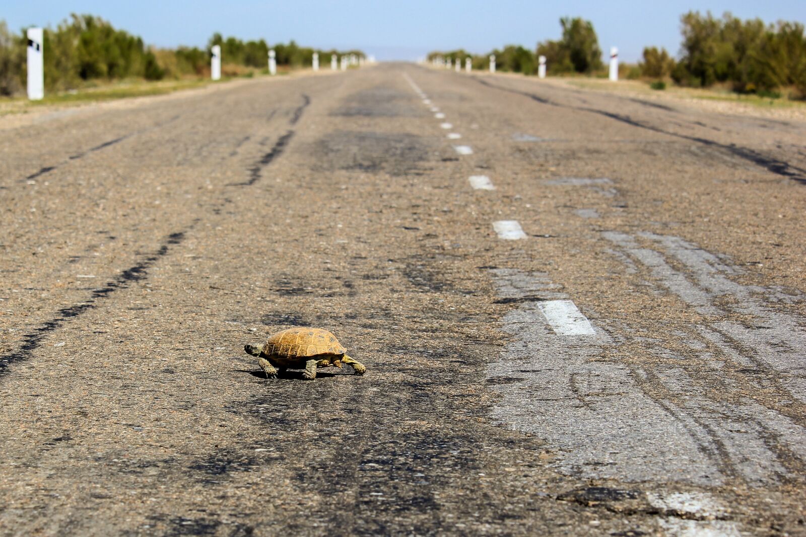 Canon EOS 550D (EOS Rebel T2i / EOS Kiss X4) + Canon EF-S 55-250mm F4-5.6 IS STM sample photo. Tortoise, road, shell photography