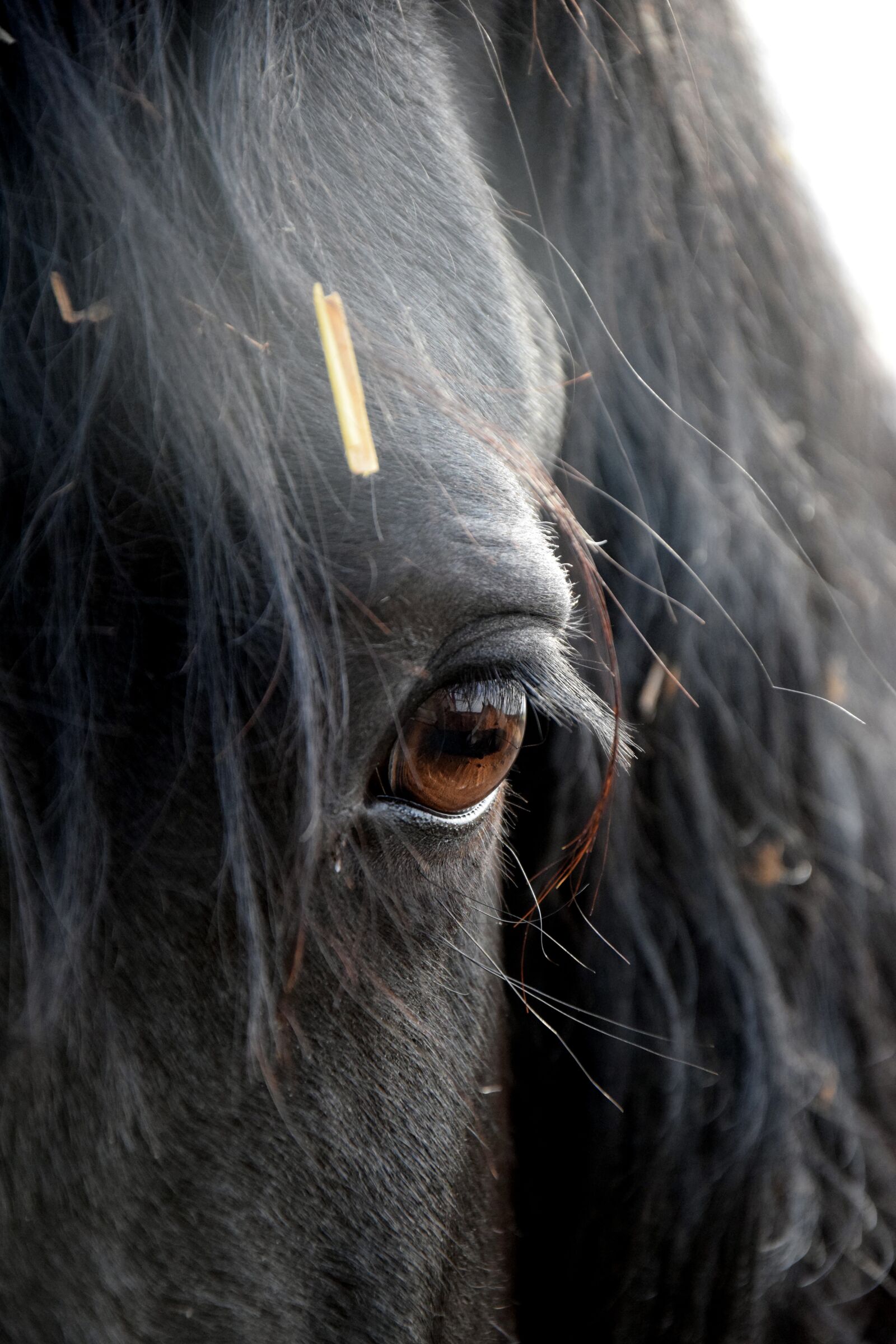 Nikon D3300 sample photo. Friese, horse, eye photography