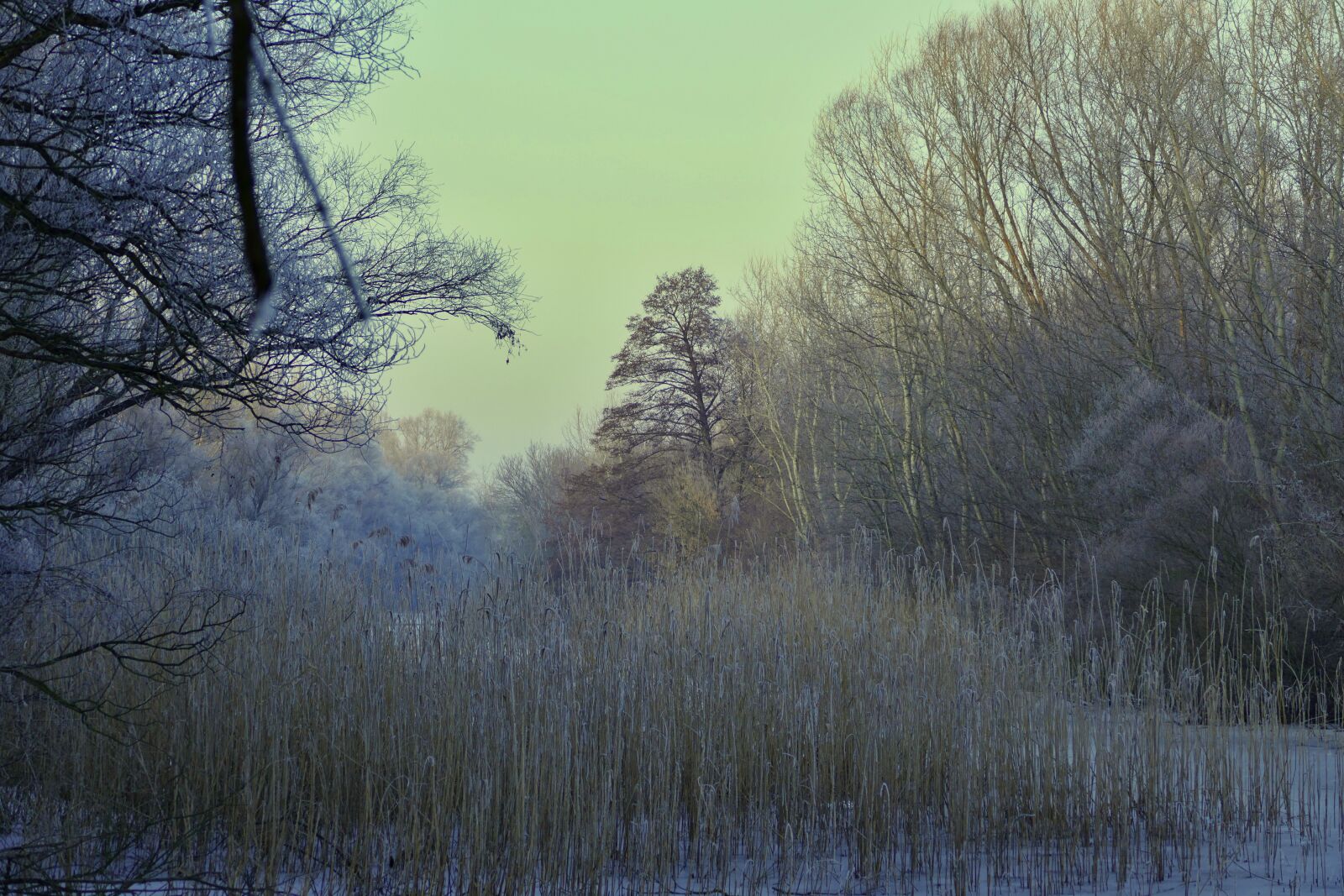 Panasonic Lumix DMC-FZ1000 sample photo. Forest, nature, winter photography