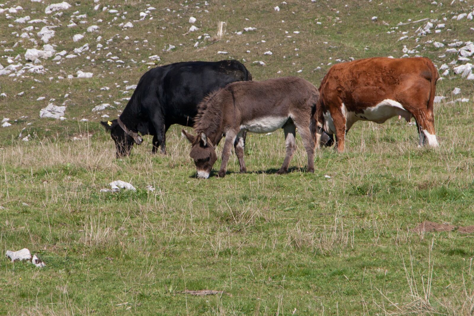 Canon EOS 400D (EOS Digital Rebel XTi / EOS Kiss Digital X) sample photo. Donkey, cow, pasture photography