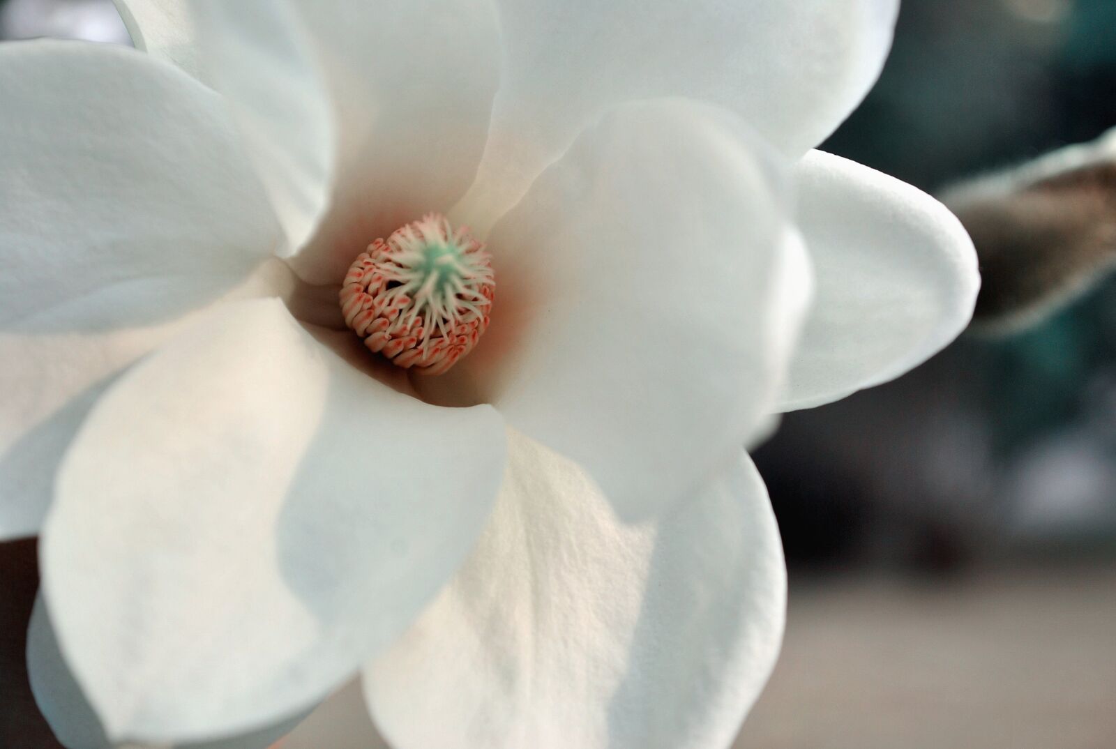 Nikon D3000 sample photo. Flower, magnolia, fresh photography