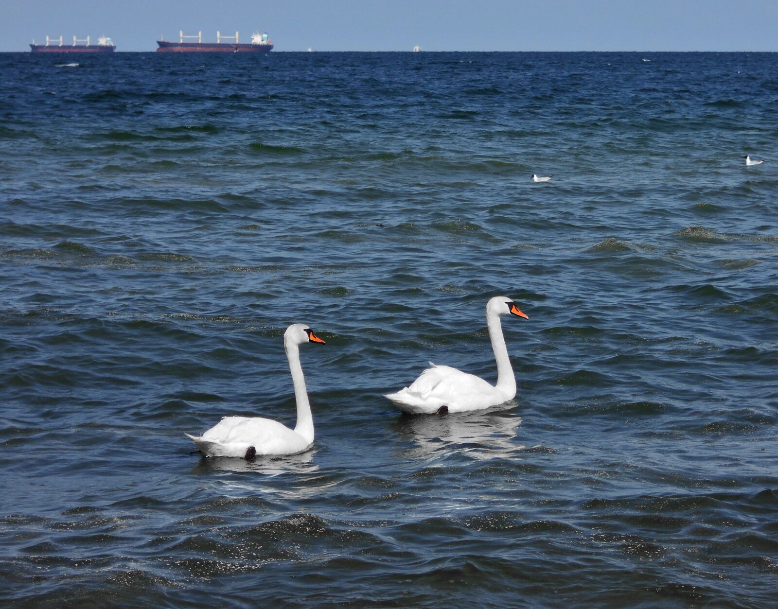 Nikon Coolpix S2900 sample photo. Swan, sea, ship photography