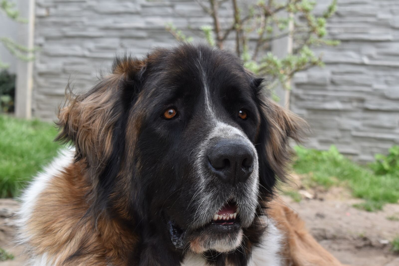 Nikon D5600 sample photo. Dog, pet, looking photography
