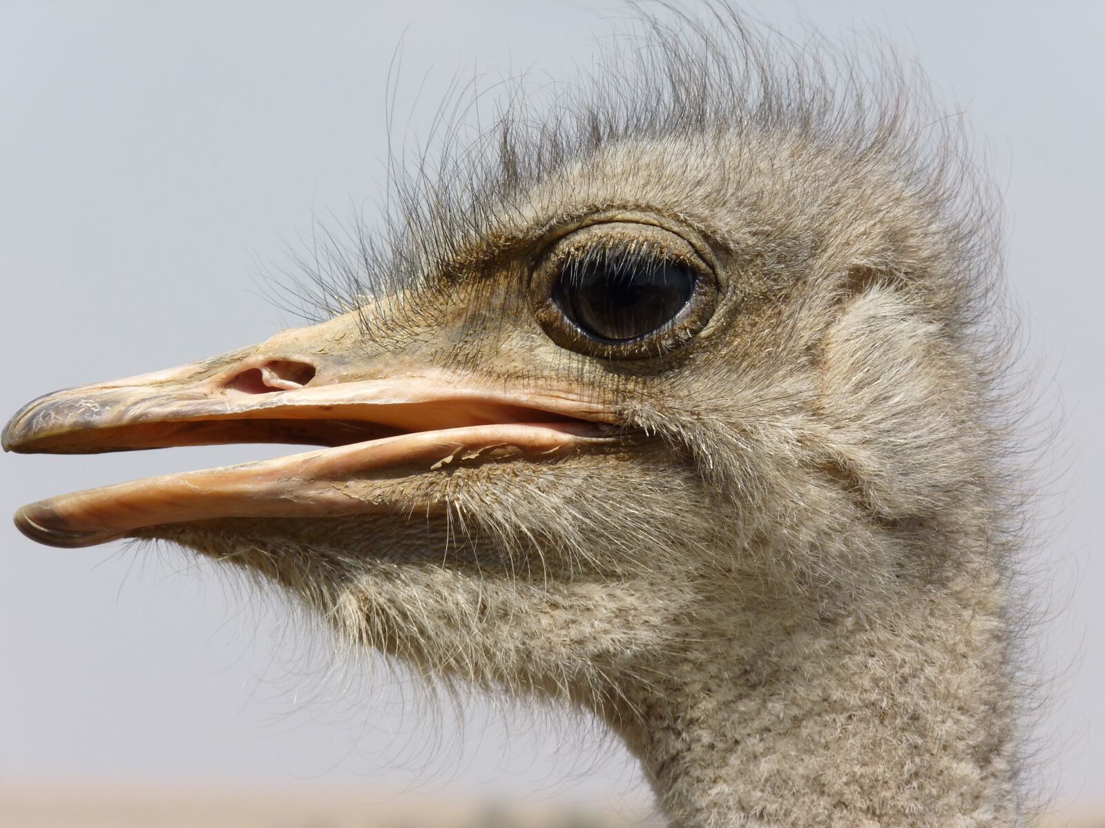 Panasonic Lumix DMC-FZ35 (Lumix DMC-FZ38) sample photo. Bouquet, ostrich, flightless bird photography