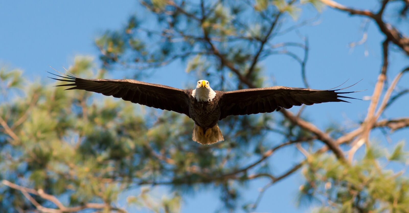EF200mm f/2.8L USM +1.4x sample photo. Eagle, bald, flying photography