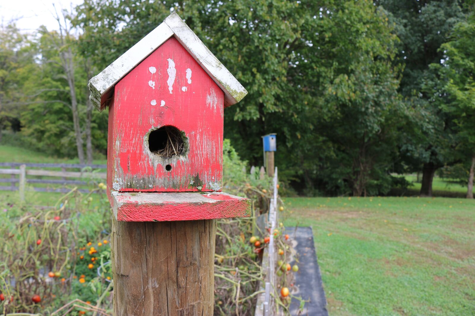 Canon EOS 750D (EOS Rebel T6i / EOS Kiss X8i) sample photo. Bird, house, red photography