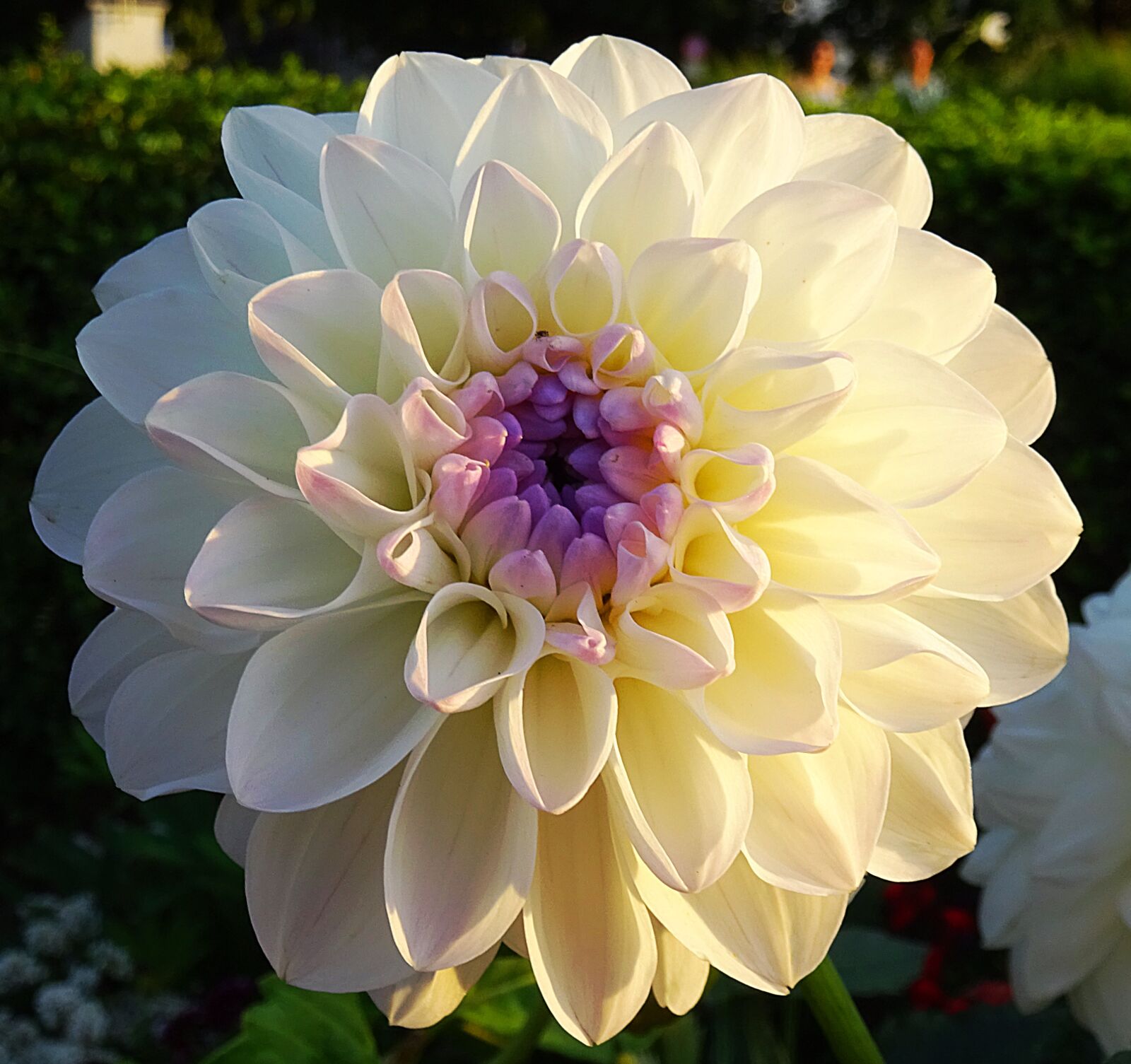Sony DSC-HX60 sample photo. Flower, plant, summer photography