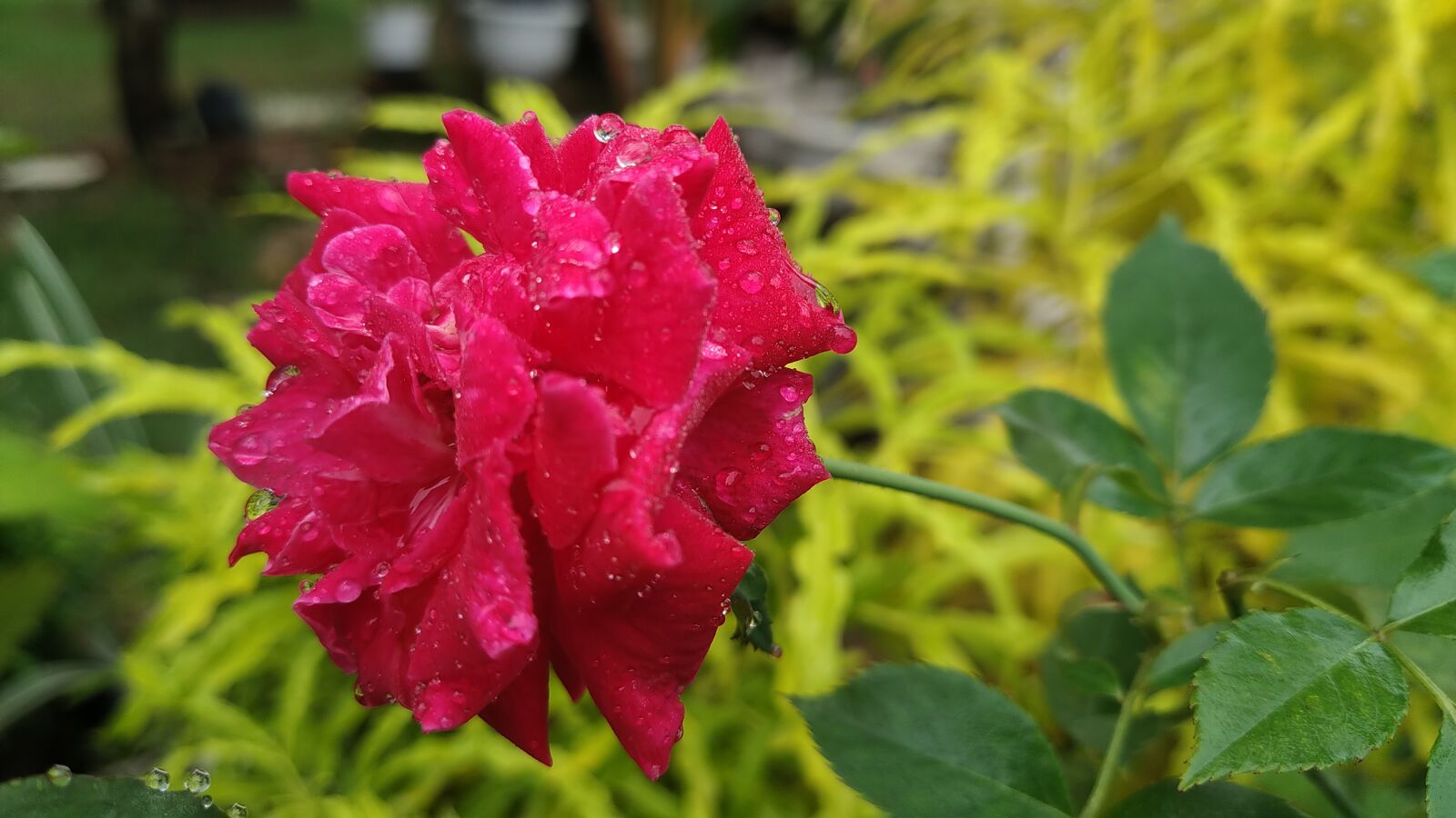 ASUS X01BDA sample photo. Flower, rose, roses photography