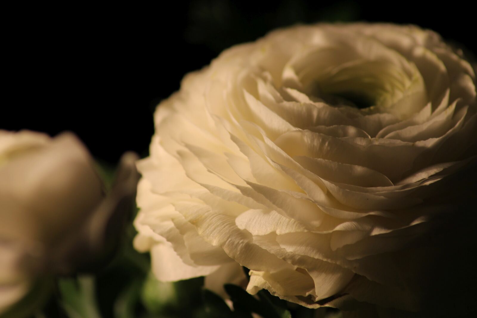 Canon EOS 1100D (EOS Rebel T3 / EOS Kiss X50) sample photo. Ranunculus, blossom, bloom photography