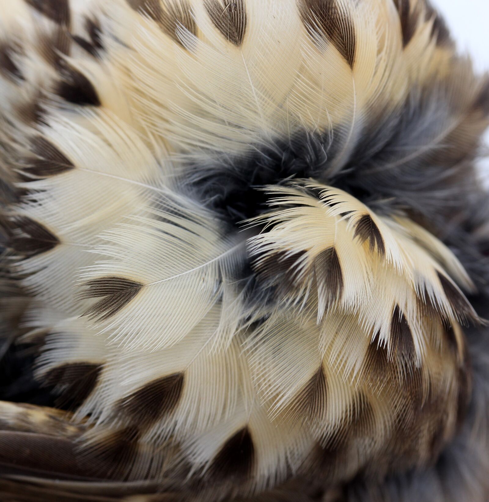 Canon EF-S 60mm F2.8 Macro USM sample photo. Snowflakes, feather, birds photography