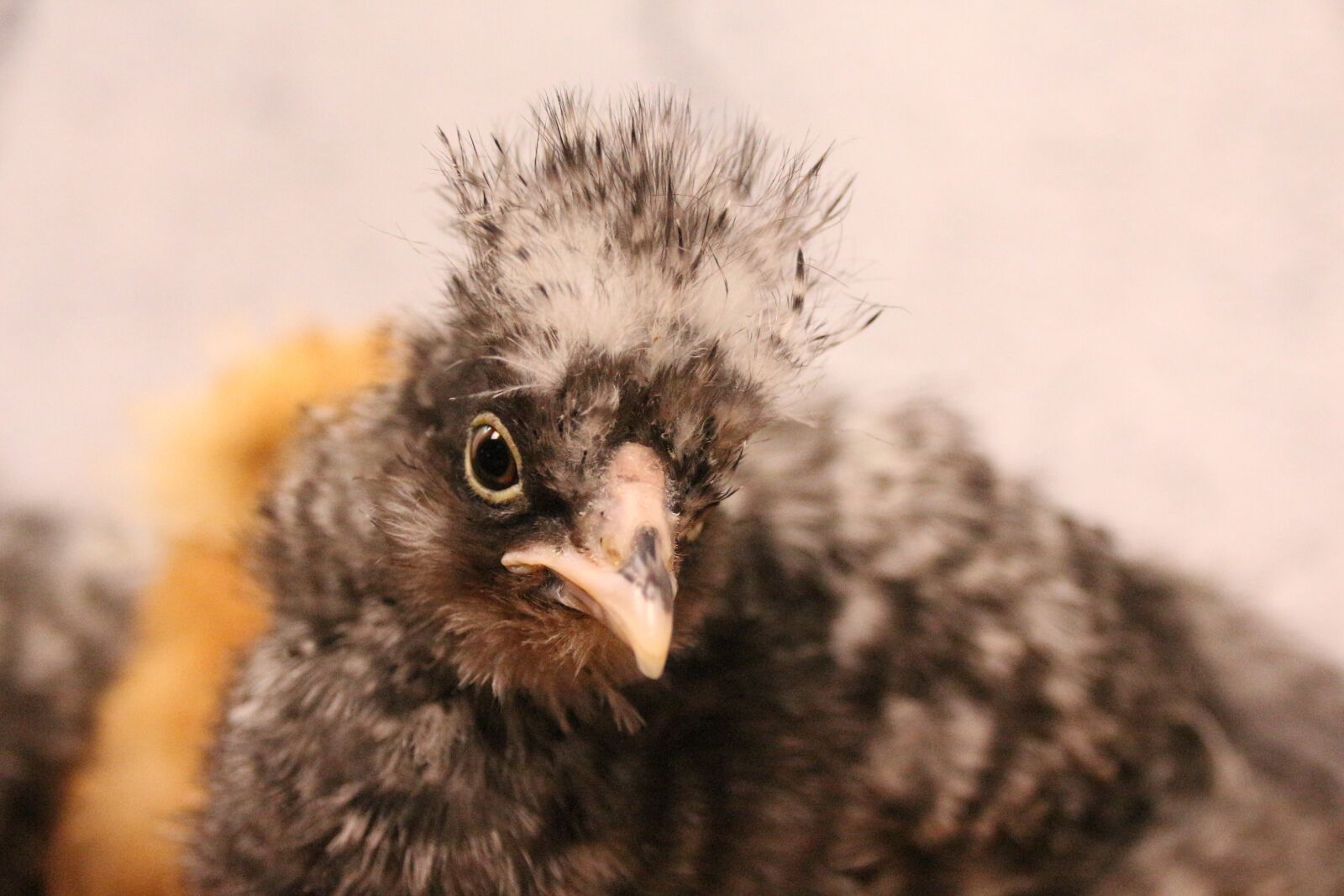 Canon EOS 700D (EOS Rebel T5i / EOS Kiss X7i) sample photo. Chicken, chicks, easter photography