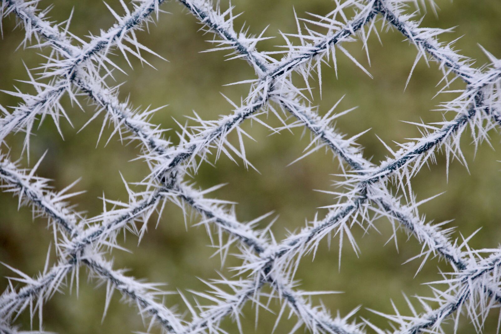 Canon EOS 700D (EOS Rebel T5i / EOS Kiss X7i) sample photo. Frost, fence, cold photography