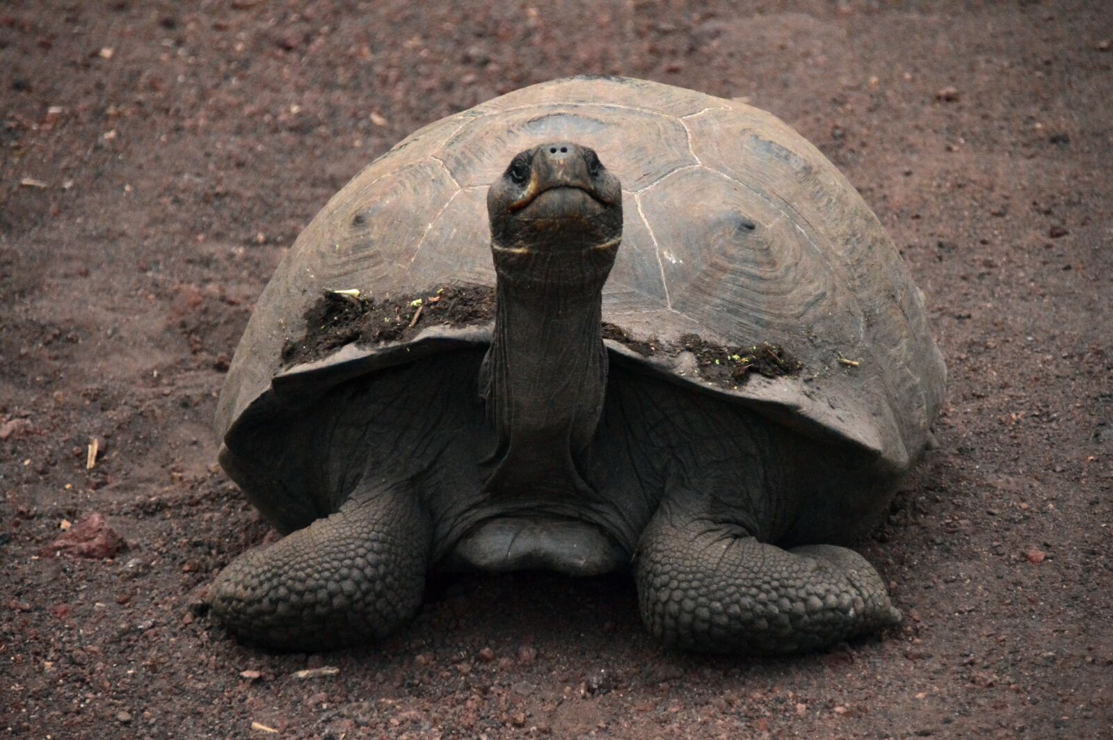 Nikon D3200 sample photo. Turtle, animal, galápagos photography