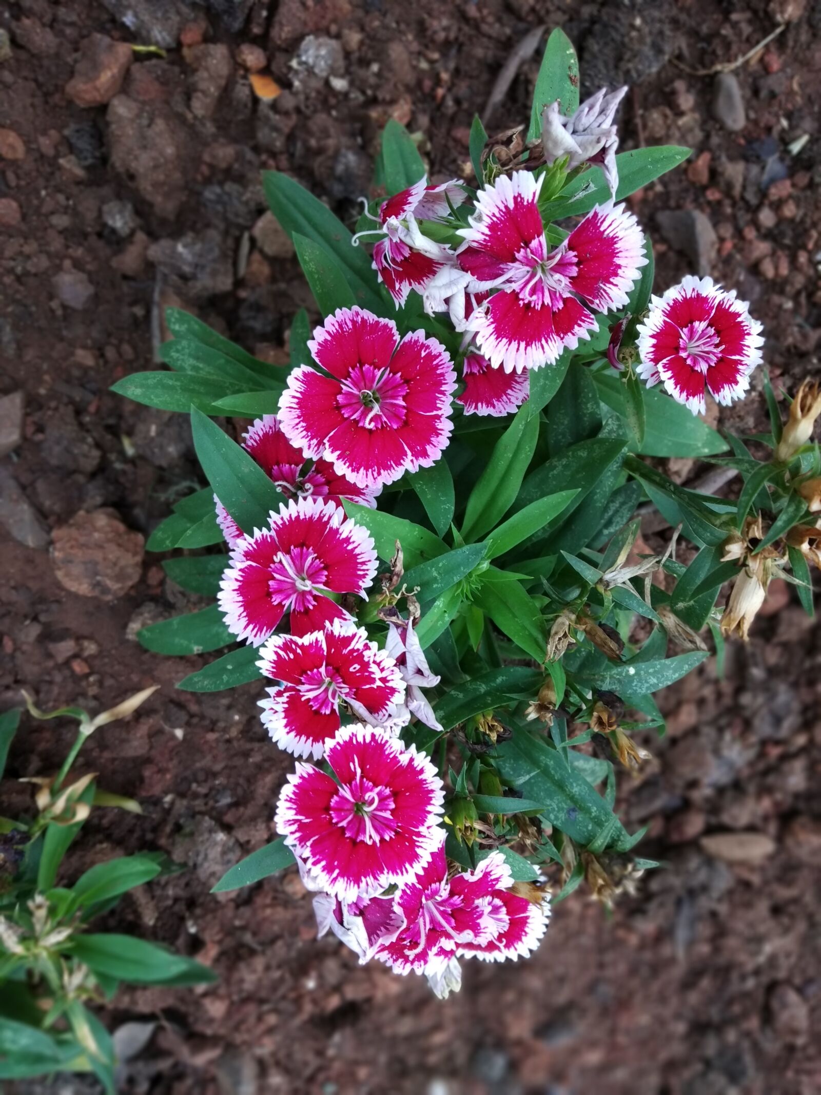 Xiaomi Redmi Y2 sample photo. Garden, pink, flowers photography