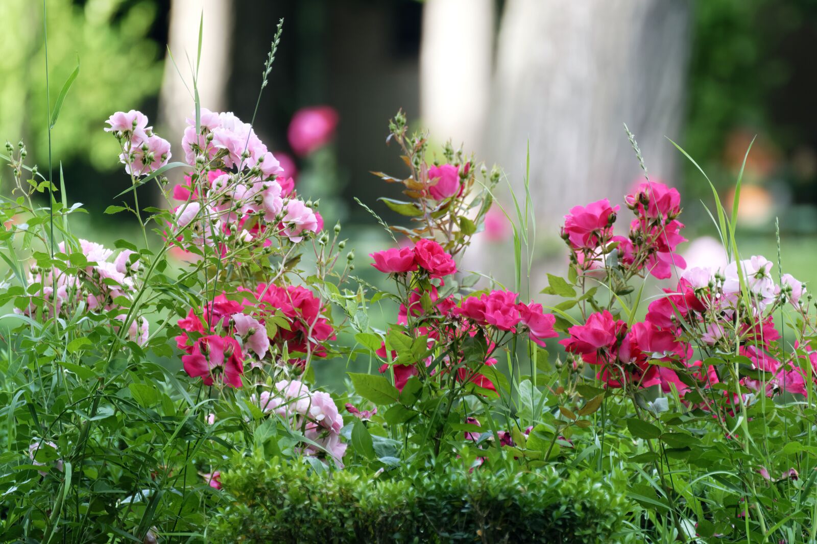 Nikon D5300 sample photo. Flowers, roses, petals photography