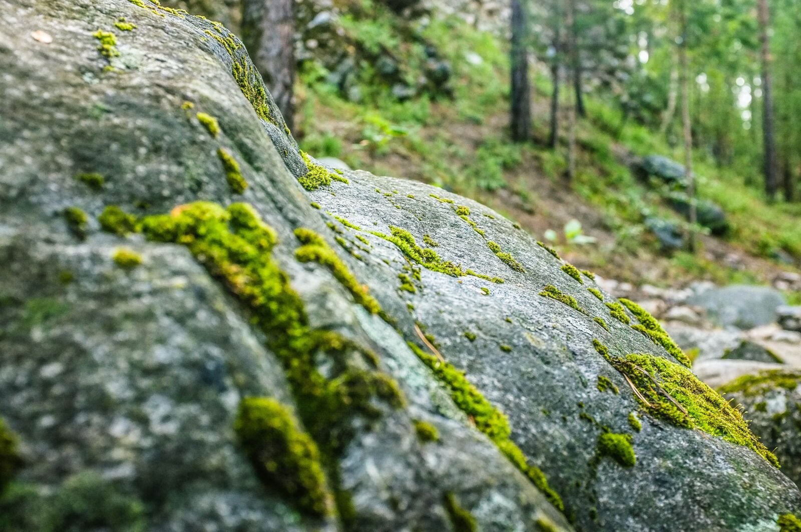 Fujifilm FinePix X100 sample photo. Stone, forest, nature photography