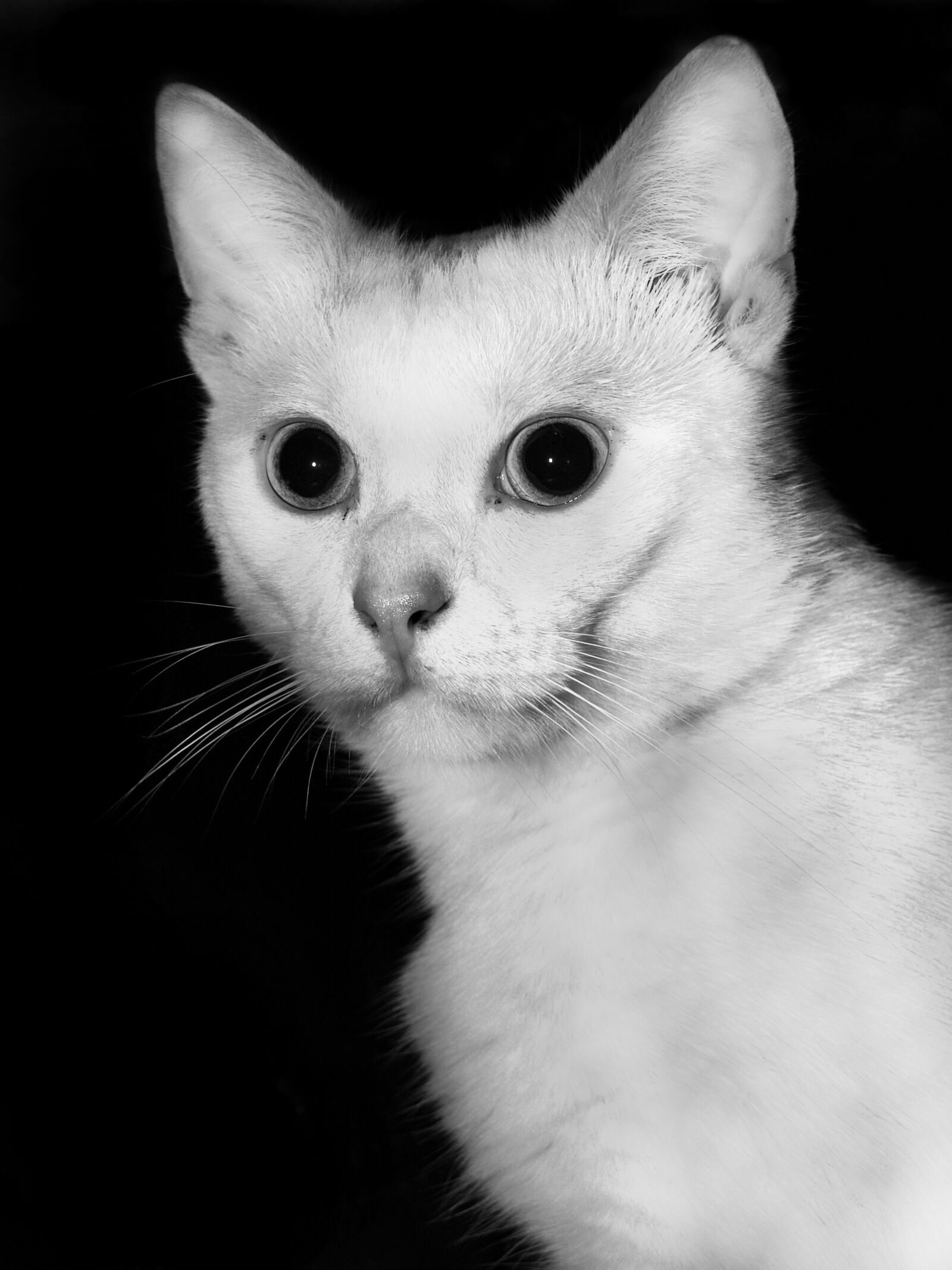 Olympus E-500 (EVOLT E-500) sample photo. Cat, white, black and photography