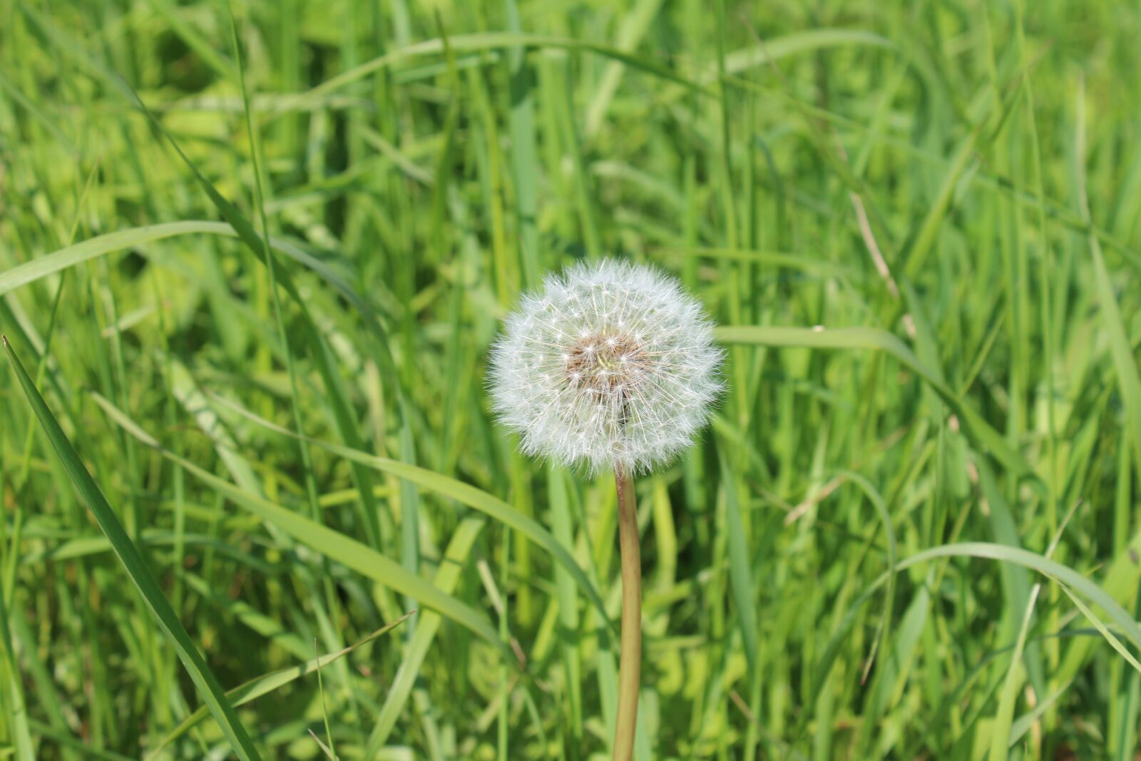 Canon EOS 600D (Rebel EOS T3i / EOS Kiss X5) sample photo. Dandelion, seed head, grass photography