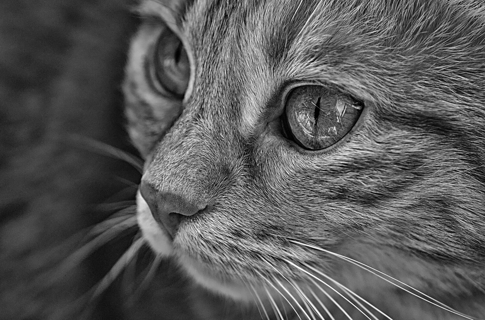Nikon D3200 sample photo. Cat, pet, animal world photography