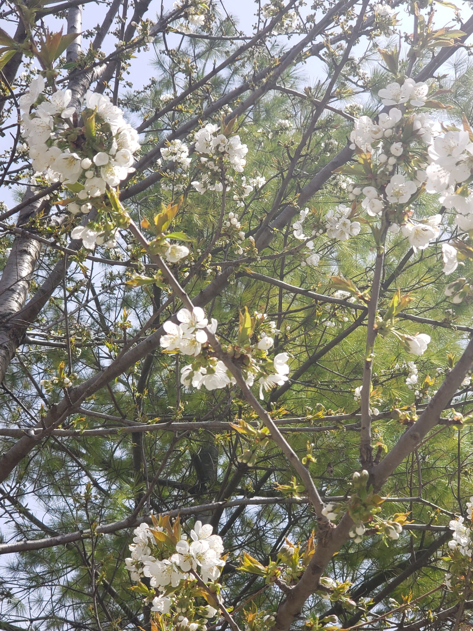 Samsung Galaxy S9+ sample photo. Tree, flower, spring photography