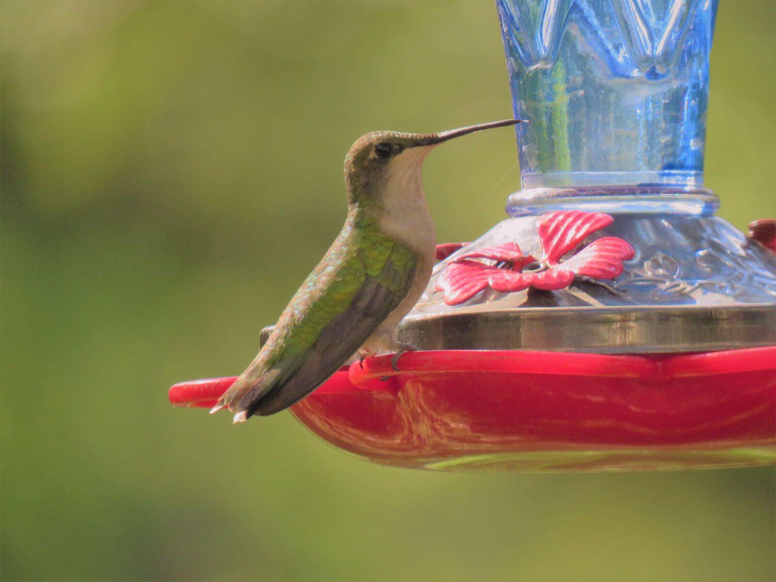 Canon PowerShot SX60 HS sample photo. Bird, hummingbird, emerald photography