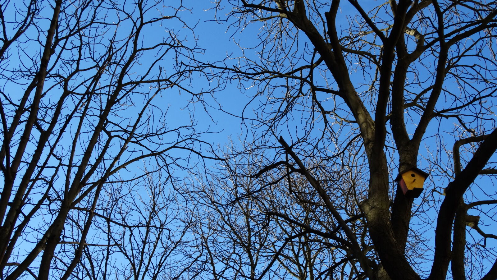 Sony Cyber-shot DSC-HX300 sample photo. Bird, house, blue, sky photography