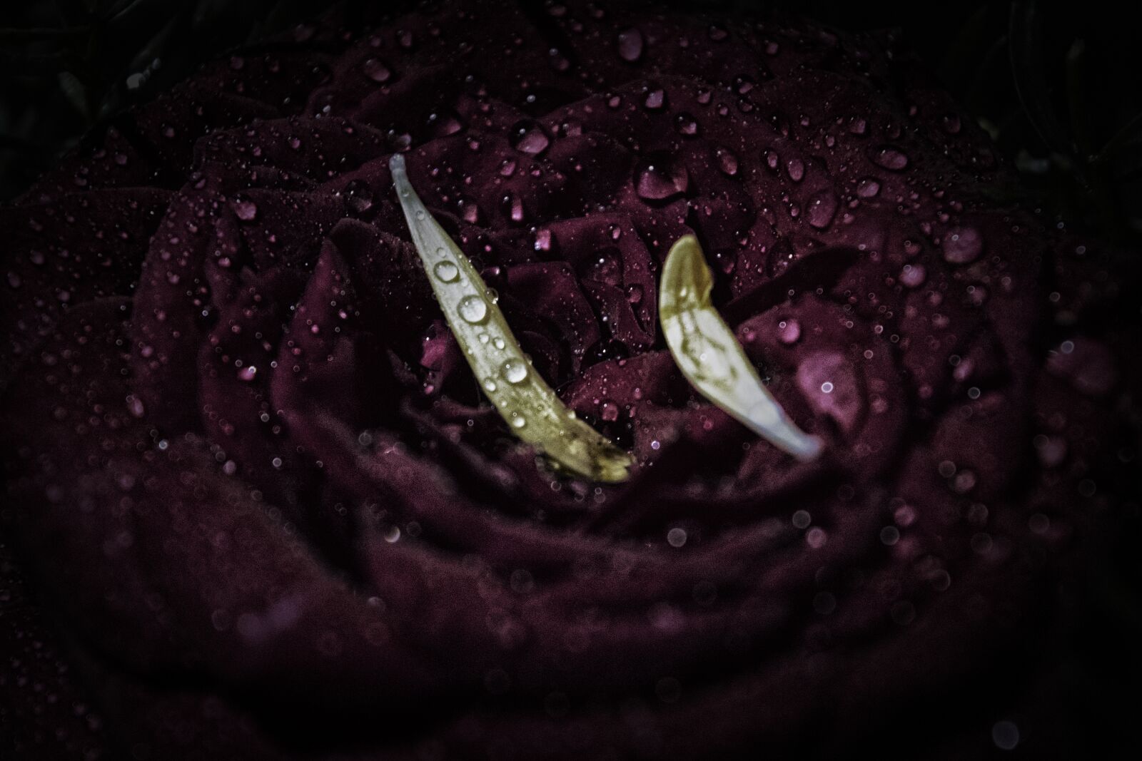 Nikon D5200 sample photo. White, and, yellow, flower photography