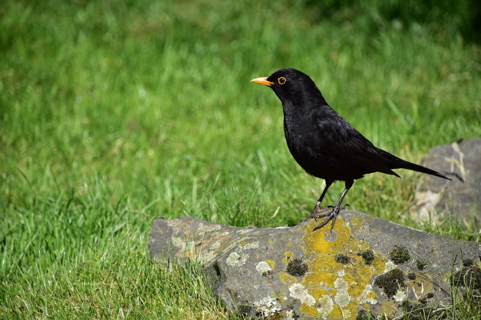 Nikon D5500 sample photo. Bird, black, alone photography