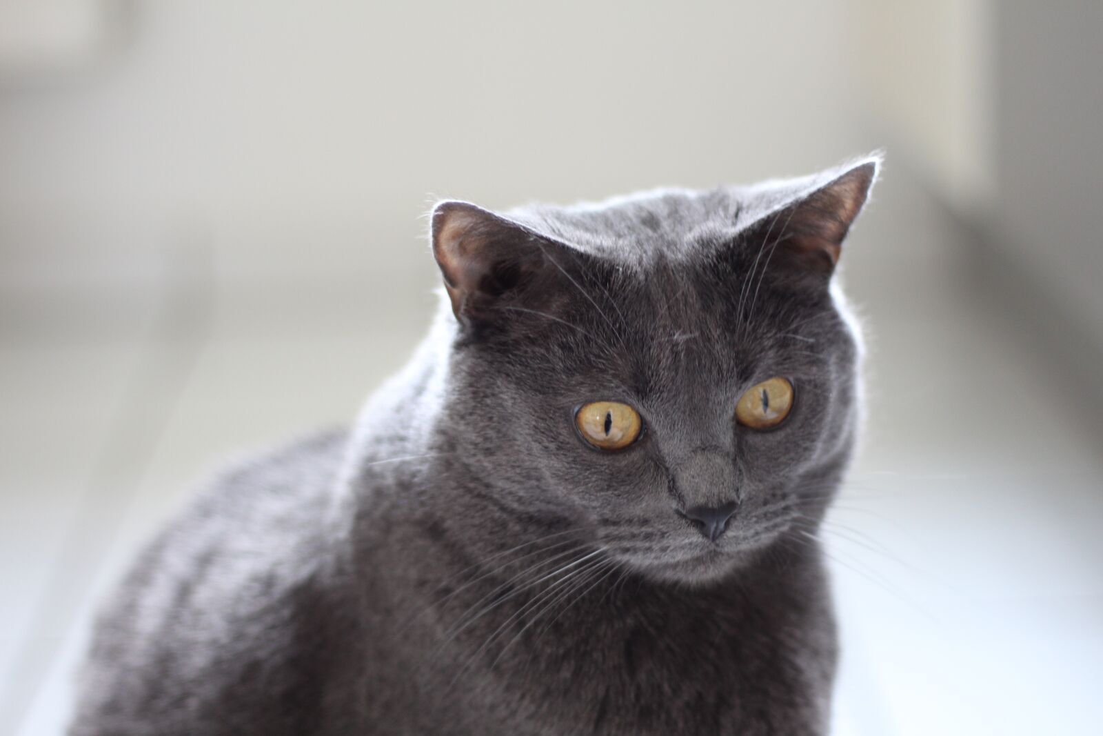 Canon EOS 700D (EOS Rebel T5i / EOS Kiss X7i) sample photo. Chartreux, cat, animals photography