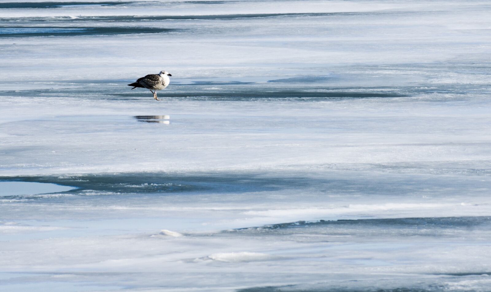 Sony DT 55-300mm F4.5-5.6 SAM sample photo. Nature, ice, seagull photography
