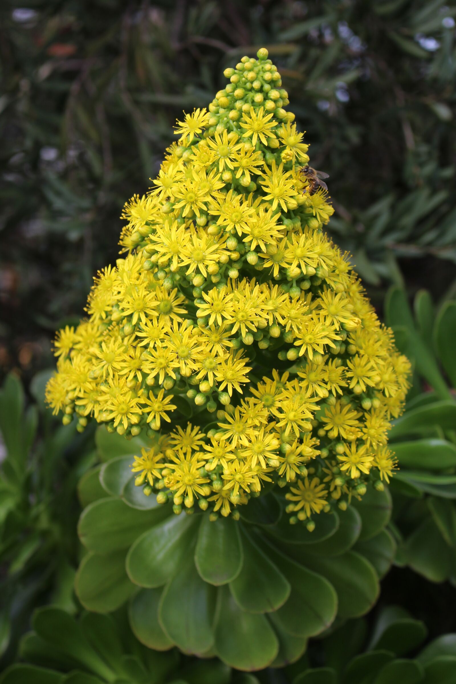 Canon EOS 700D (EOS Rebel T5i / EOS Kiss X7i) sample photo. Aeonium, tree houseleek, flower photography