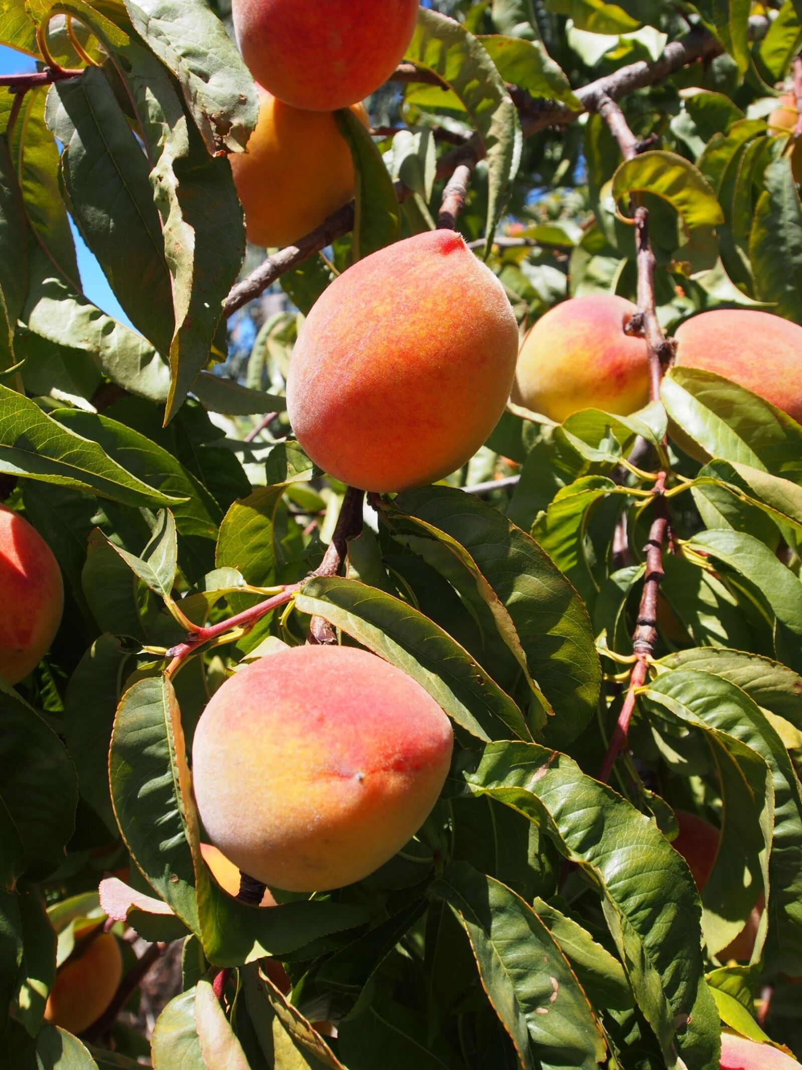 Olympus OM-D E-M5 sample photo. Peach, fruit, ripe photography
